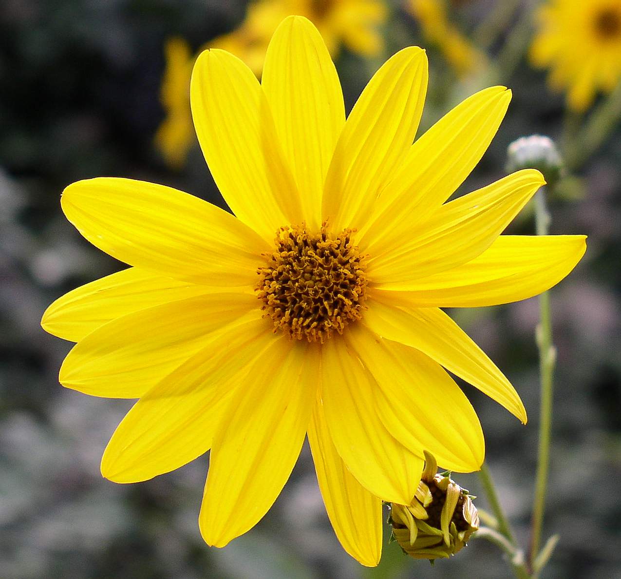 Helianthus tuberosus / Topinanbur